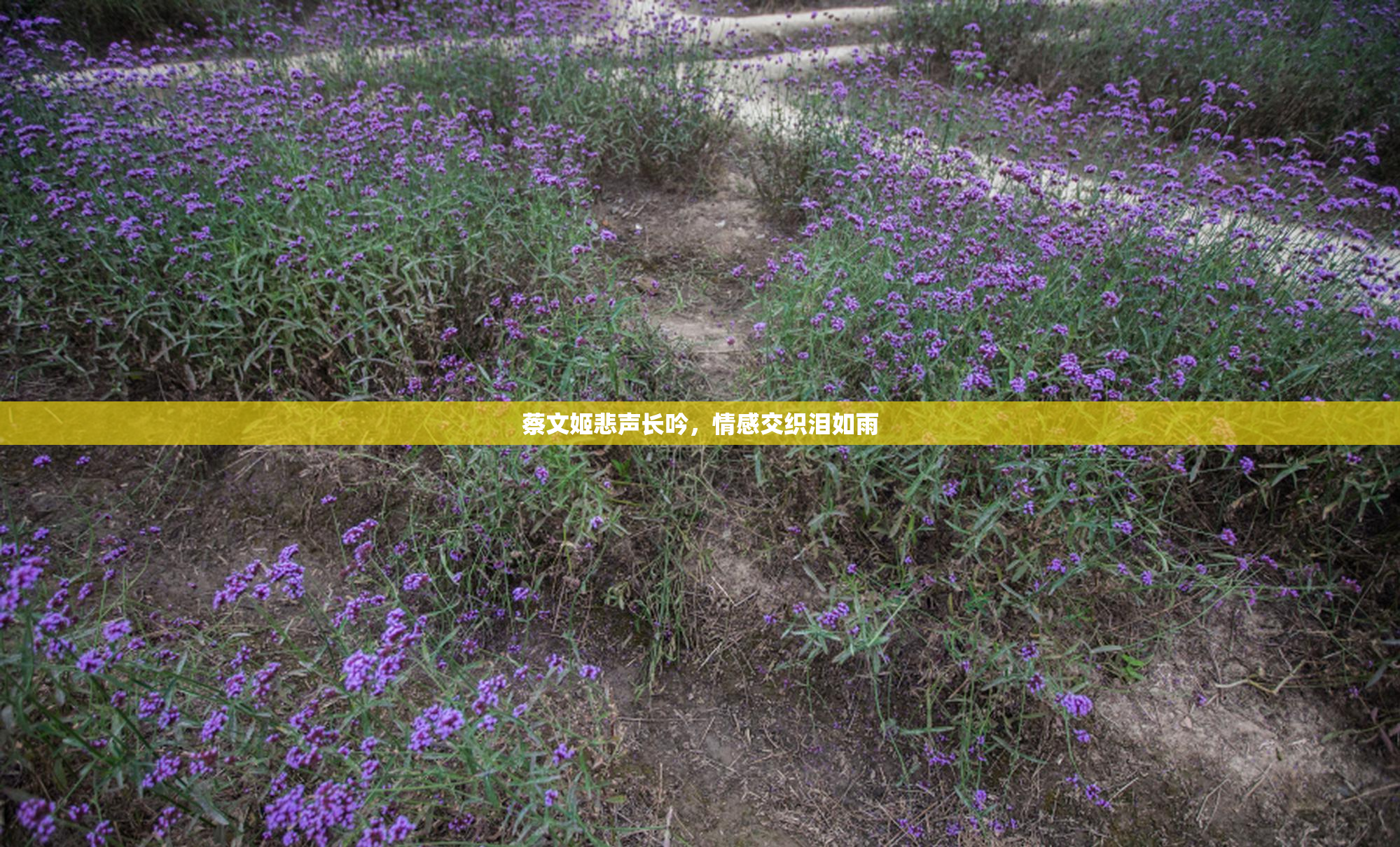 蔡文姬悲声长吟，情感交织泪如雨