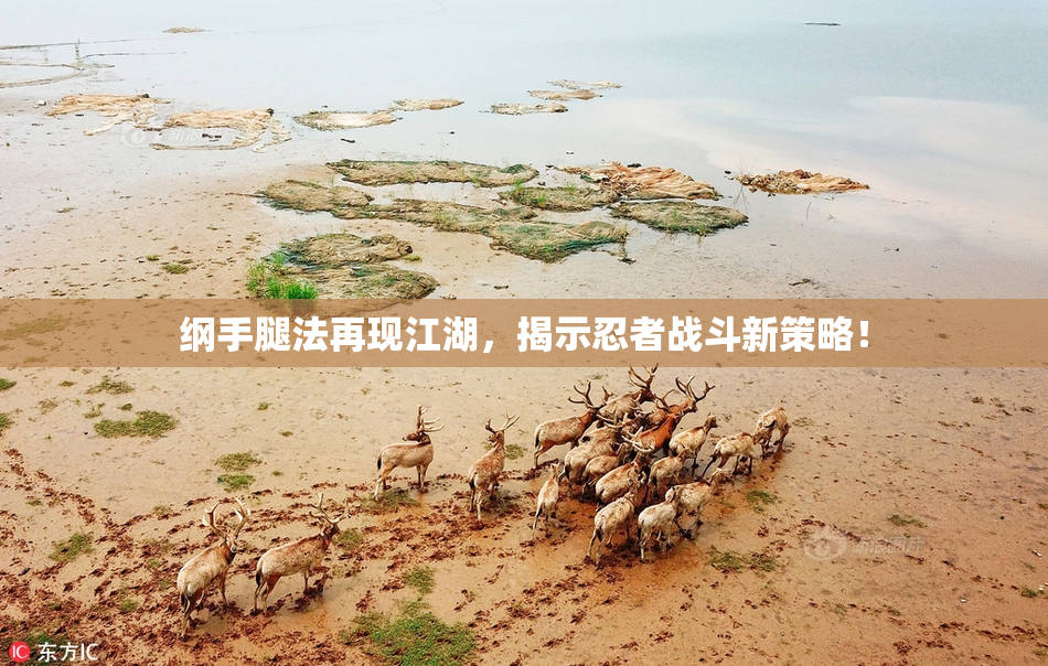 纲手腿法再现江湖，揭示忍者战斗新策略！