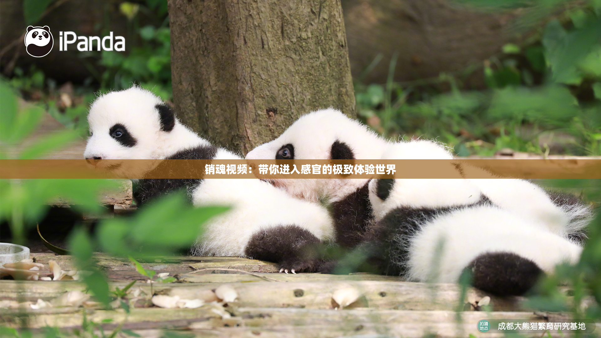 销魂视频：带你进入感官的极致体验世界
