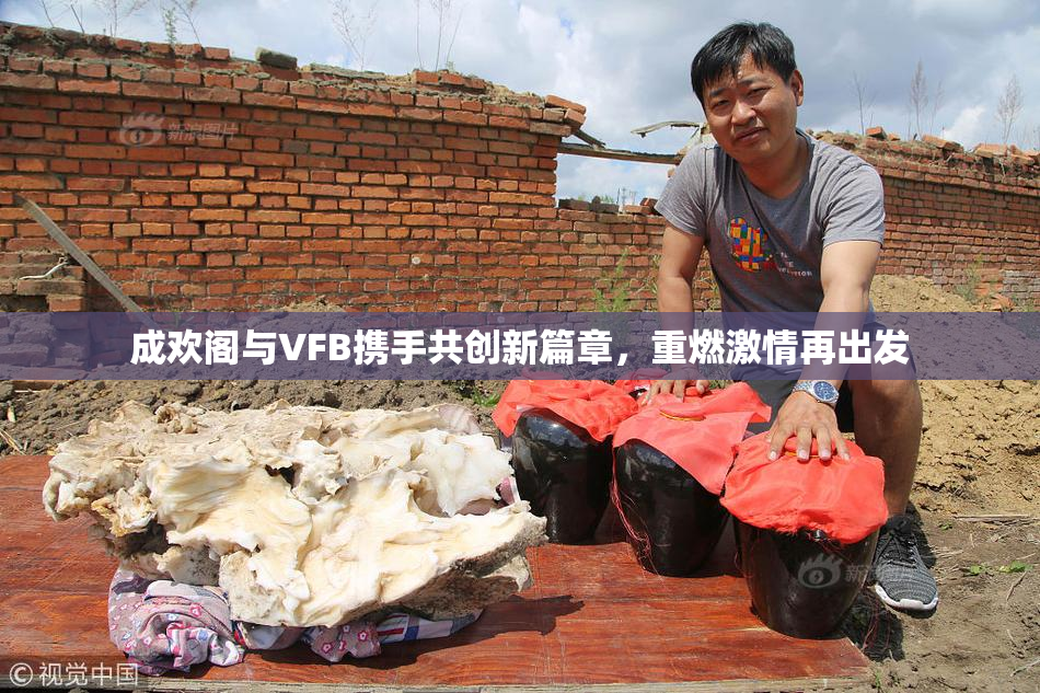 成欢阁与VFB携手共创新篇章，重燃激情再出发