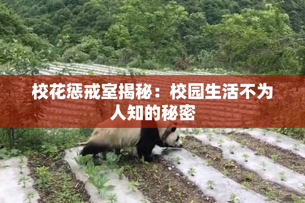 校花惩戒室揭秘：校园生活不为人知的秘密