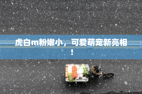 虎白m粉嫩小，可爱萌宠新亮相！