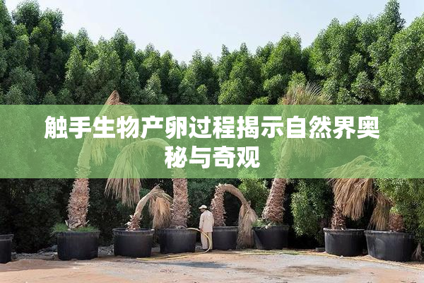 触手生物产卵过程揭示自然界奥秘与奇观