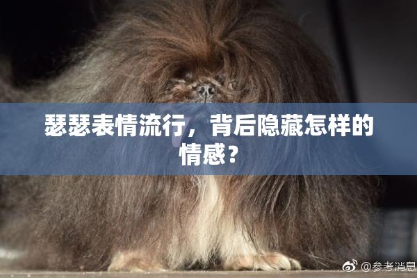 瑟瑟表情流行，背后隐藏怎样的情感？