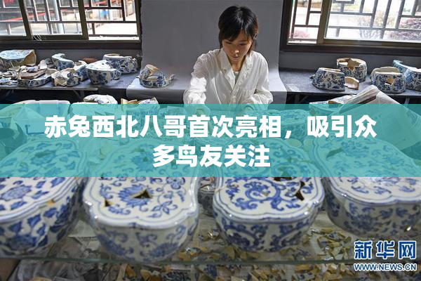 赤兔西北八哥首次亮相，吸引众多鸟友关注
