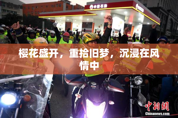 樱花盛开，重拾旧梦，沉浸在风情中
