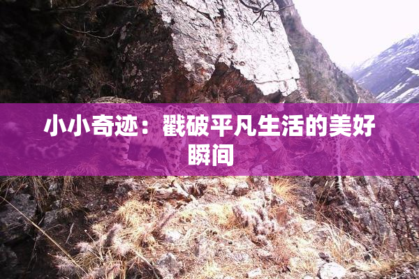 小小奇迹：戳破平凡生活的美好瞬间