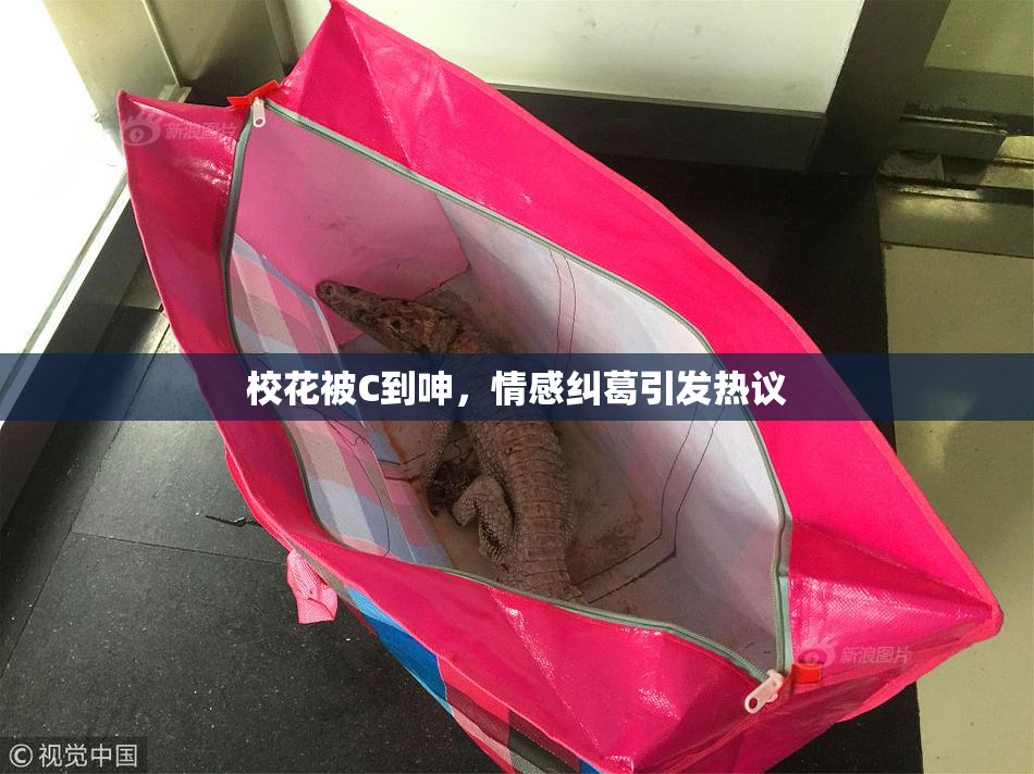校花被C到呻，情感纠葛引发热议