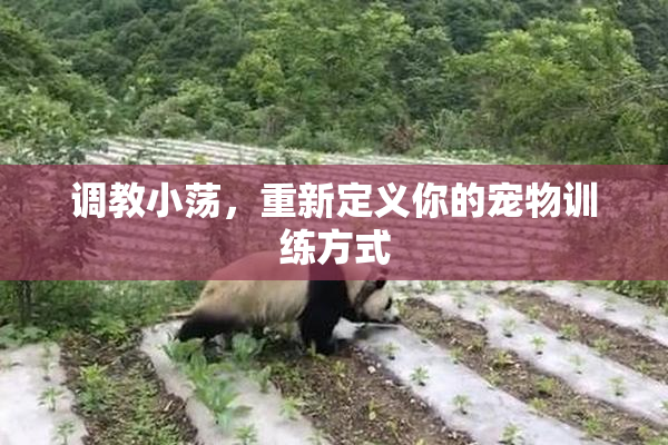 调教小荡，重新定义你的宠物训练方式