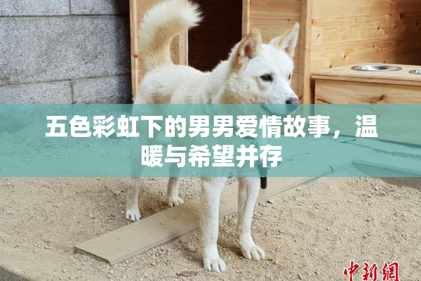 五色彩虹下的男男爱情故事，温暖与希望并存