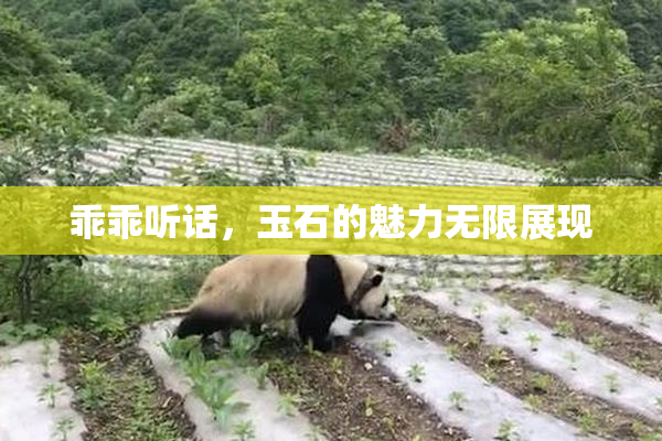 乖乖听话，玉石的魅力无限展现