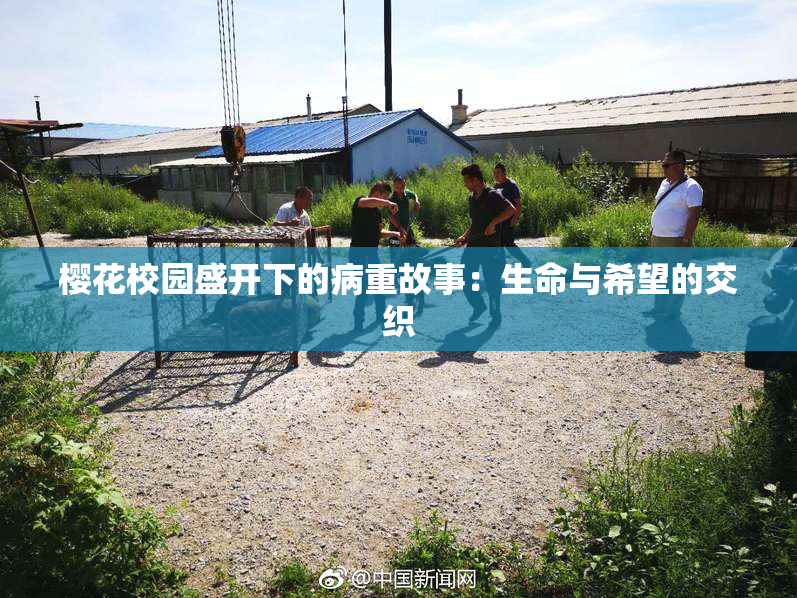 樱花校园盛开下的病重故事：生命与希望的交织