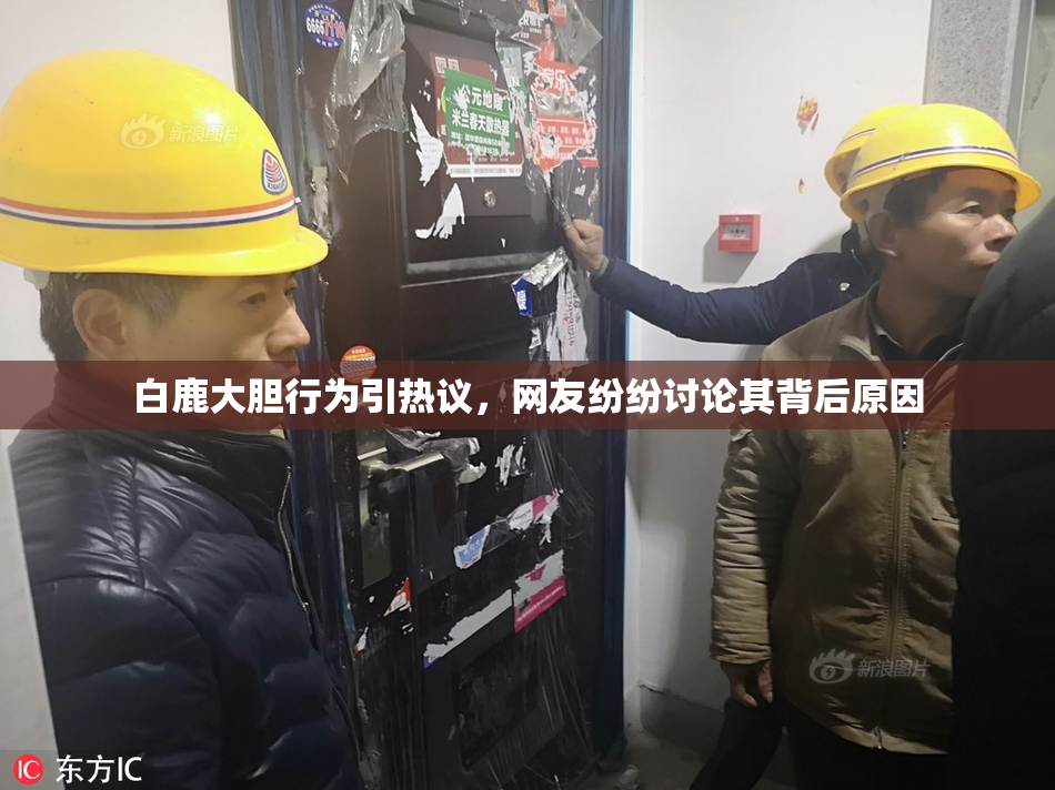 白鹿大胆行为引热议，网友纷纷讨论其背后原因