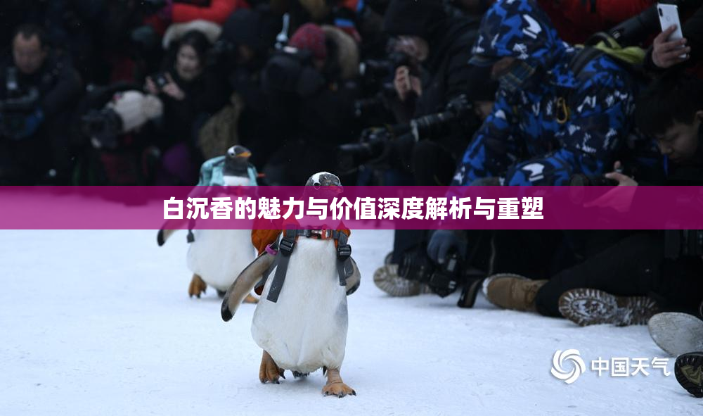 白沉香的魅力与价值深度解析与重塑