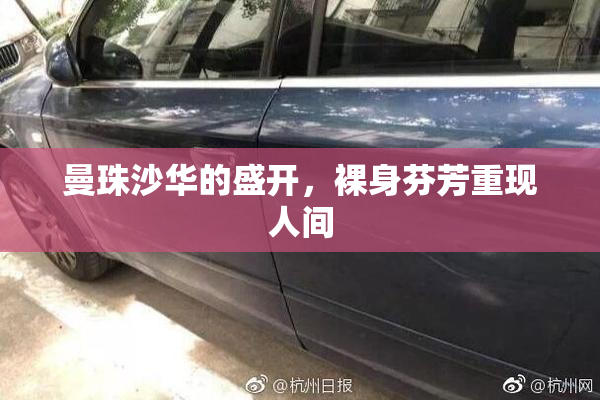 曼珠沙华的盛开，裸身芬芳重现人间