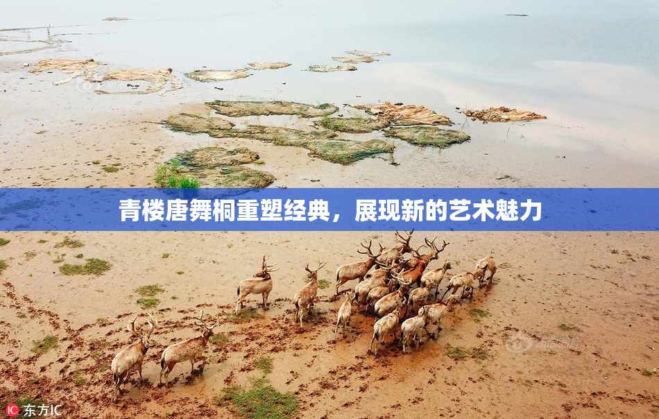青楼唐舞桐重塑经典，展现新的艺术魅力