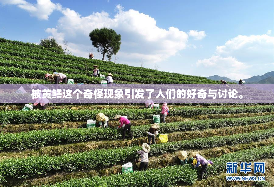 被黄鳝这个奇怪现象引发了人们的好奇与讨论。
