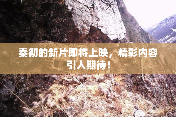 秦彻的新片即将上映，精彩内容引人期待！