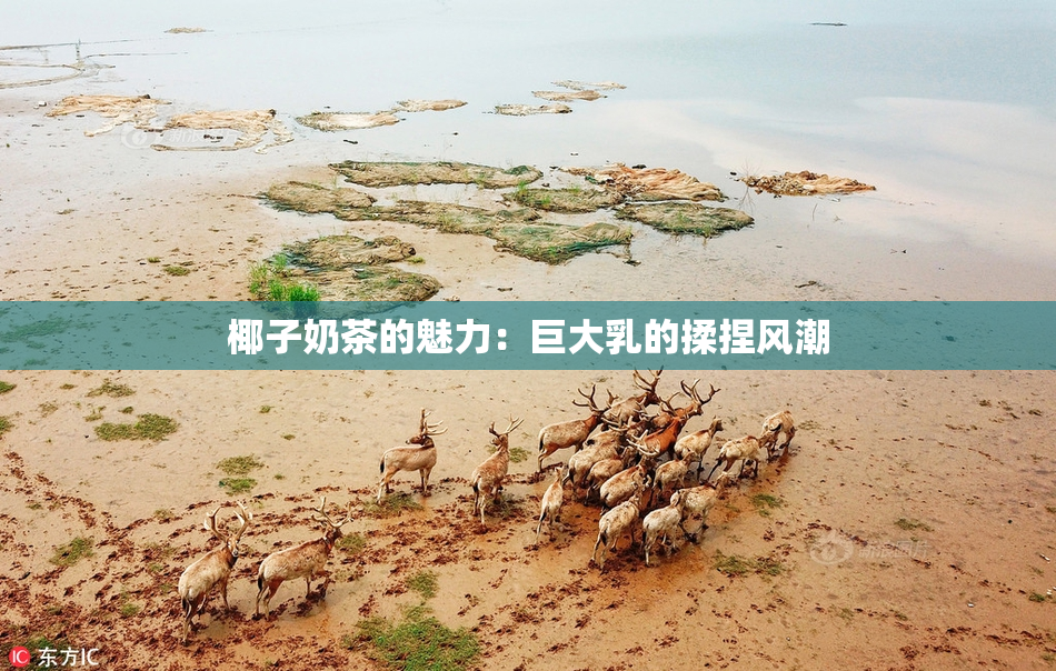 椰子奶茶的魅力：巨大乳的揉捏风潮