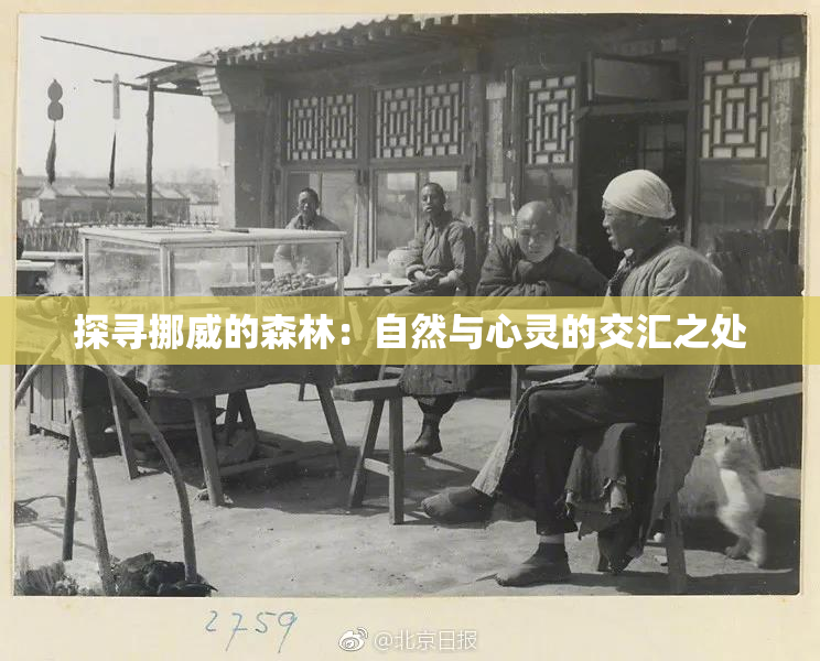 探寻挪威的森林：自然与心灵的交汇之处