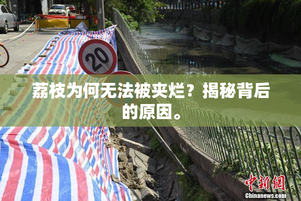 荔枝为何无法被夹烂？揭秘背后的原因。