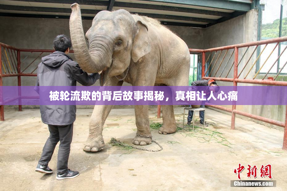 被轮流欺的背后故事揭秘，真相让人心痛