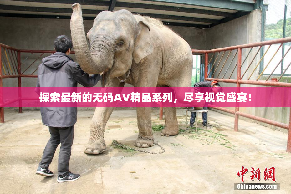 探索最新的无码AV精品系列，尽享视觉盛宴！