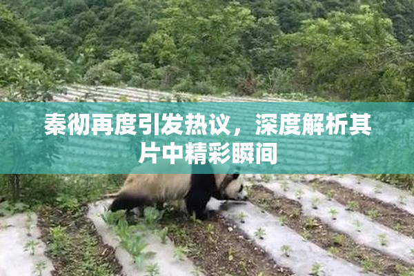 秦彻再度引发热议，深度解析其片中精彩瞬间