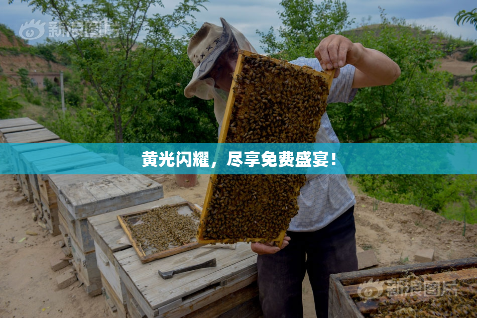 黄光闪耀，尽享免费盛宴！