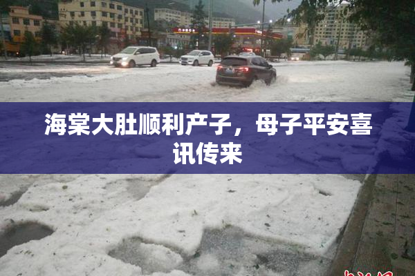 海棠大肚顺利产子，母子平安喜讯传来