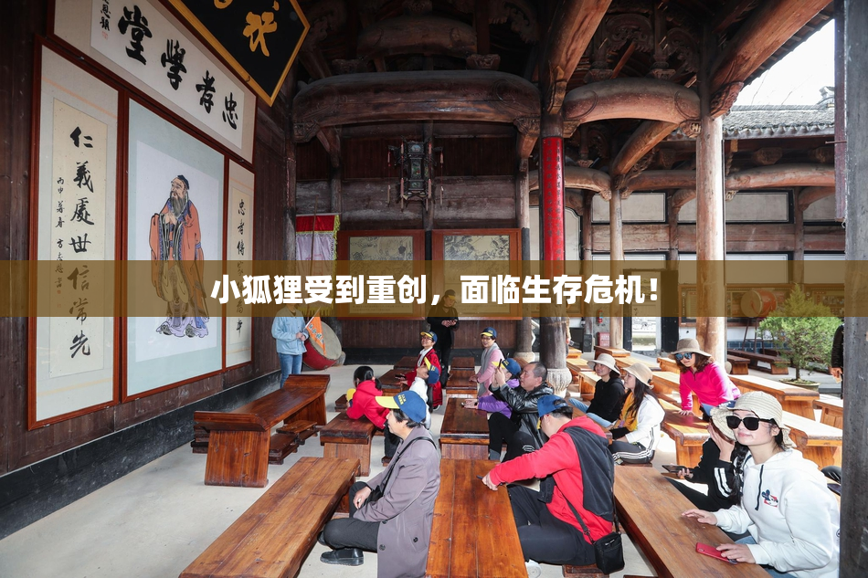 小狐狸受到重创，面临生存危机！