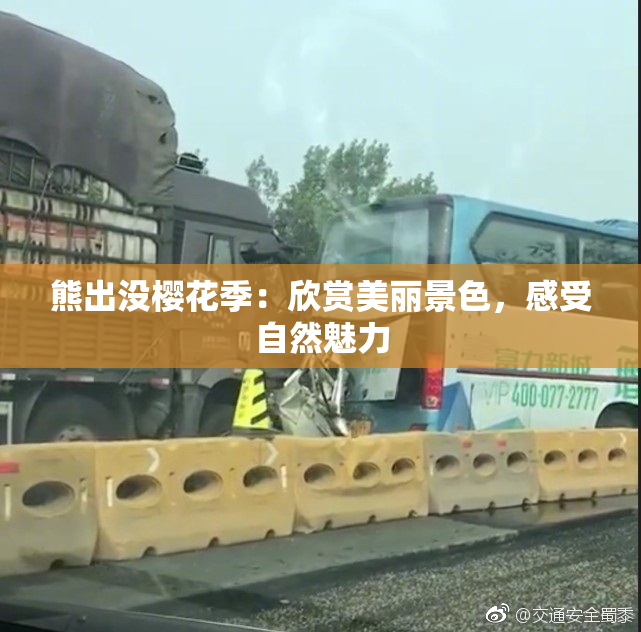 熊出没樱花季：欣赏美丽景色，感受自然魅力