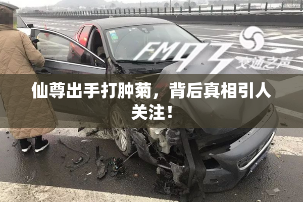 仙尊出手打肿菊，背后真相引人关注！
