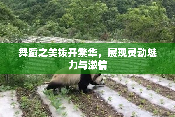舞蹈之美拨开繁华，展现灵动魅力与激情