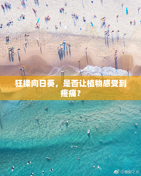 狂揉向日葵，是否让植物感受到疼痛？