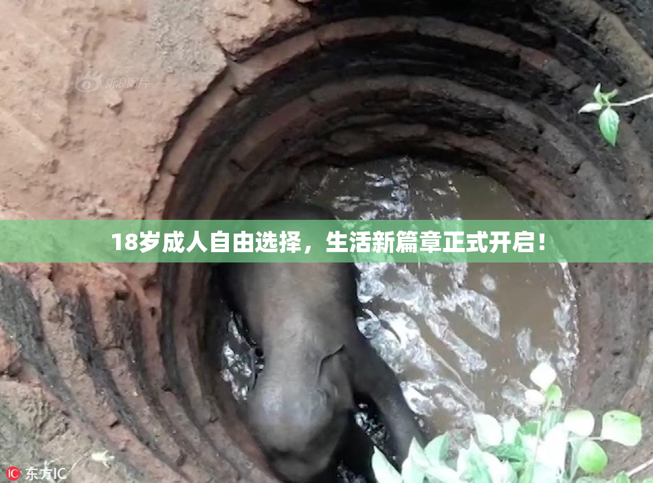 18岁成人自由选择，生活新篇章正式开启！