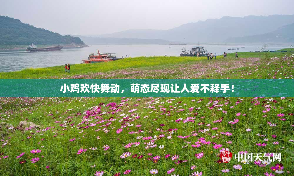小鸡欢快舞动，萌态尽现让人爱不释手！