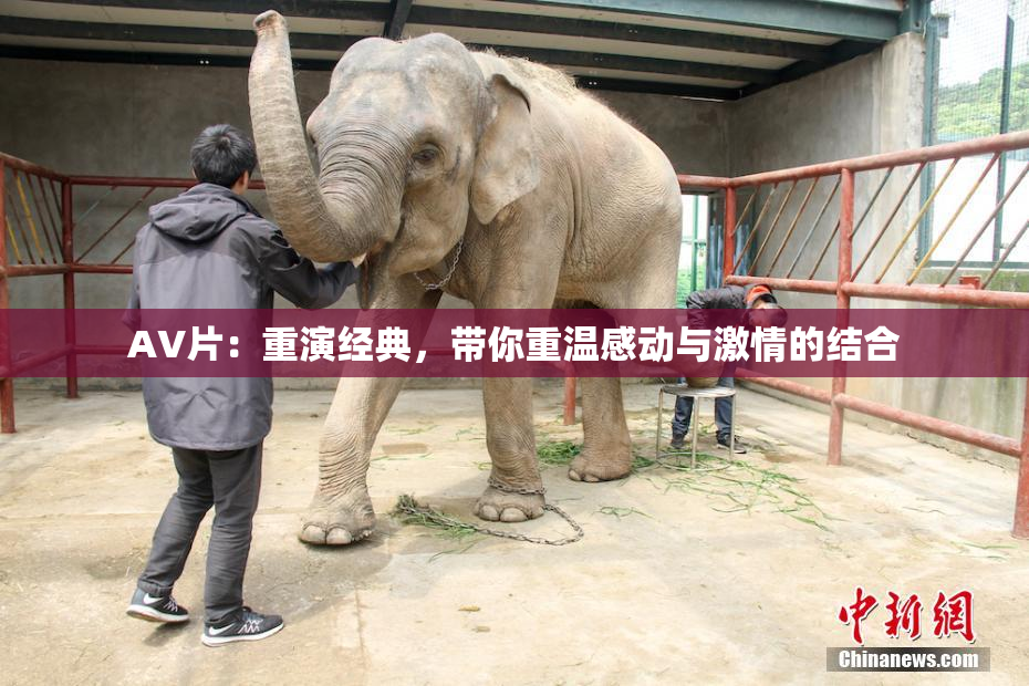 AV片：重演经典，带你重温感动与激情的结合