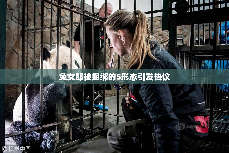 兔女郎被捆绑的S形态引发热议