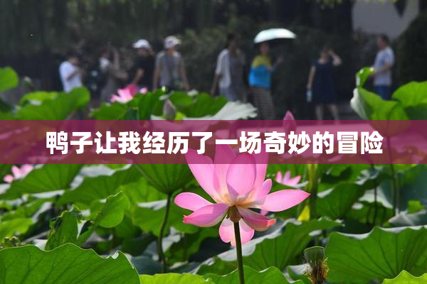 鸭子让我经历了一场奇妙的冒险