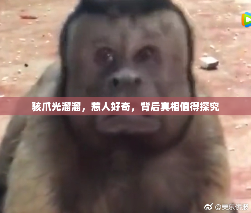 骇爪光溜溜，惹人好奇，背后真相值得探究
