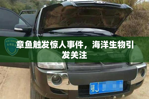 章鱼触发惊人事件，海洋生物引发关注