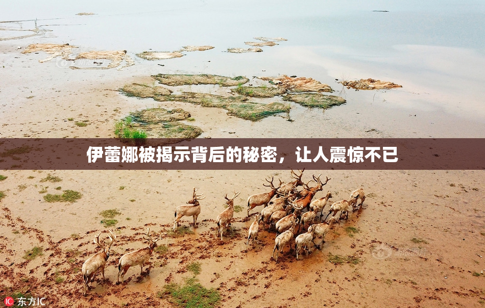 伊蕾娜被揭示背后的秘密，让人震惊不已