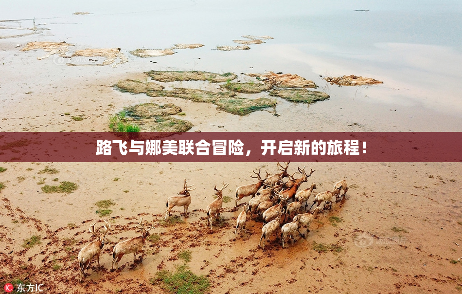 路飞与娜美联合冒险，开启新的旅程！