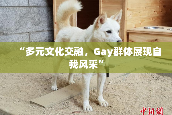 “多元文化交融，Gay群体展现自我风采”