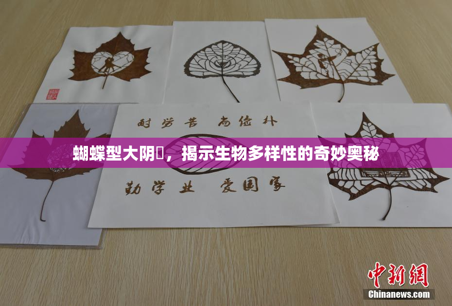 蝴蝶型大阴脣，揭示生物多样性的奇妙奥秘