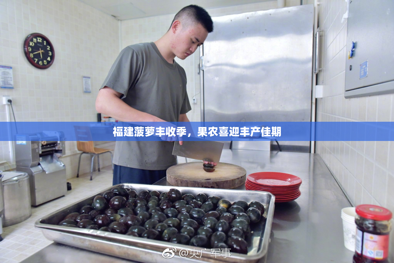 福建菠萝丰收季，果农喜迎丰产佳期