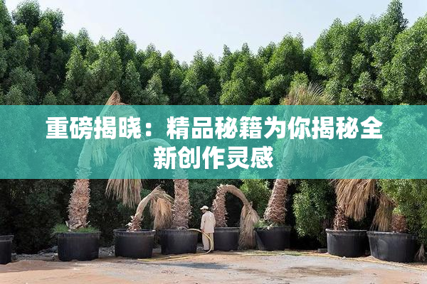 重磅揭晓：精品秘籍为你揭秘全新创作灵感