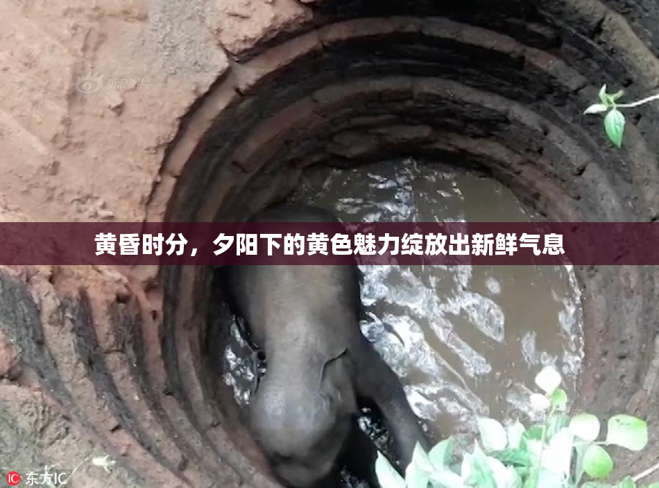 黄昏时分，夕阳下的黄色魅力绽放出新鲜气息