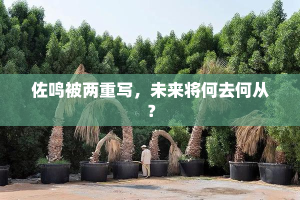 佐鸣被两重写，未来将何去何从？